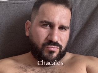 Chacales