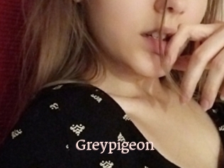 Greypigeon
