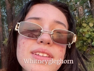 Whitneygleghorn
